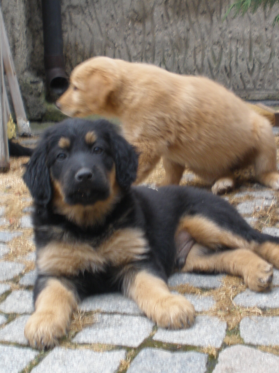 Aranka
