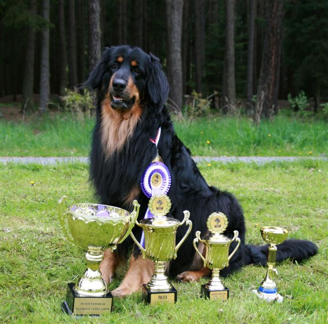 Otec-CHAMPION CHESTER BARTE PRIM