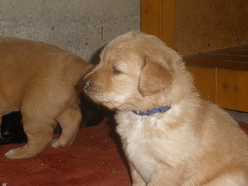 AMOR
